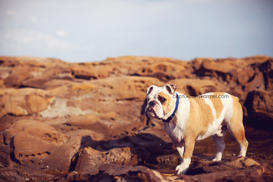 Brody | Dog photography, pet photography nsw