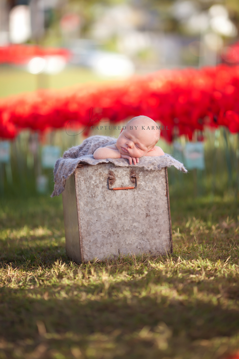 anzac poppies gosford newborn baby photography