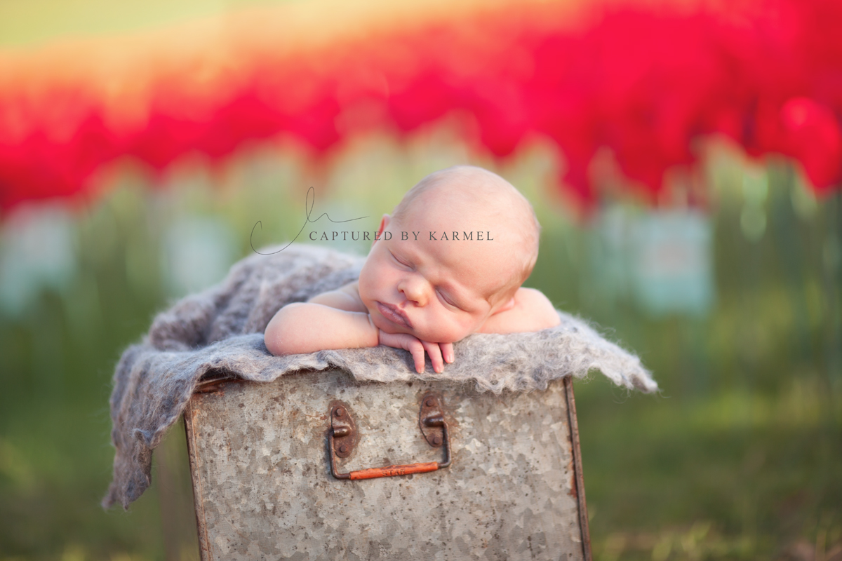 newborn photography anzac gosford poppies