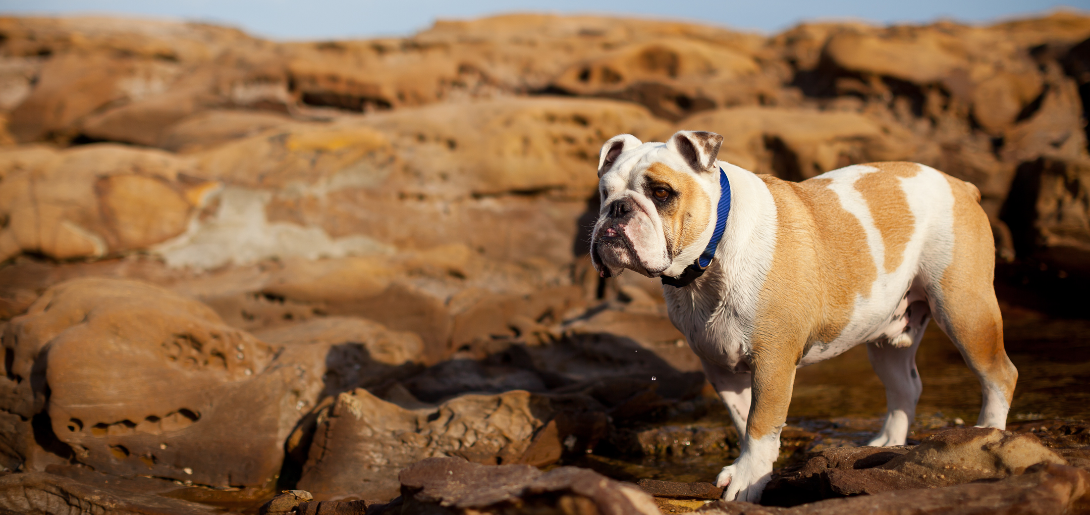 pet dog photography avoca beach