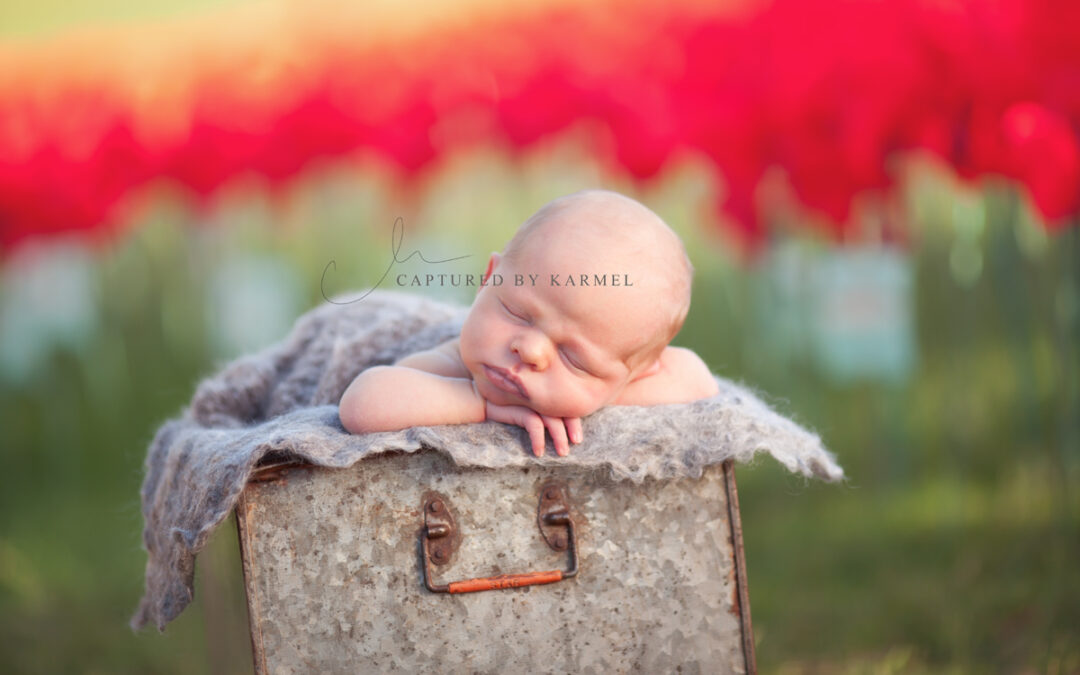 Emerson | Anzac Poppies gosford baby photography